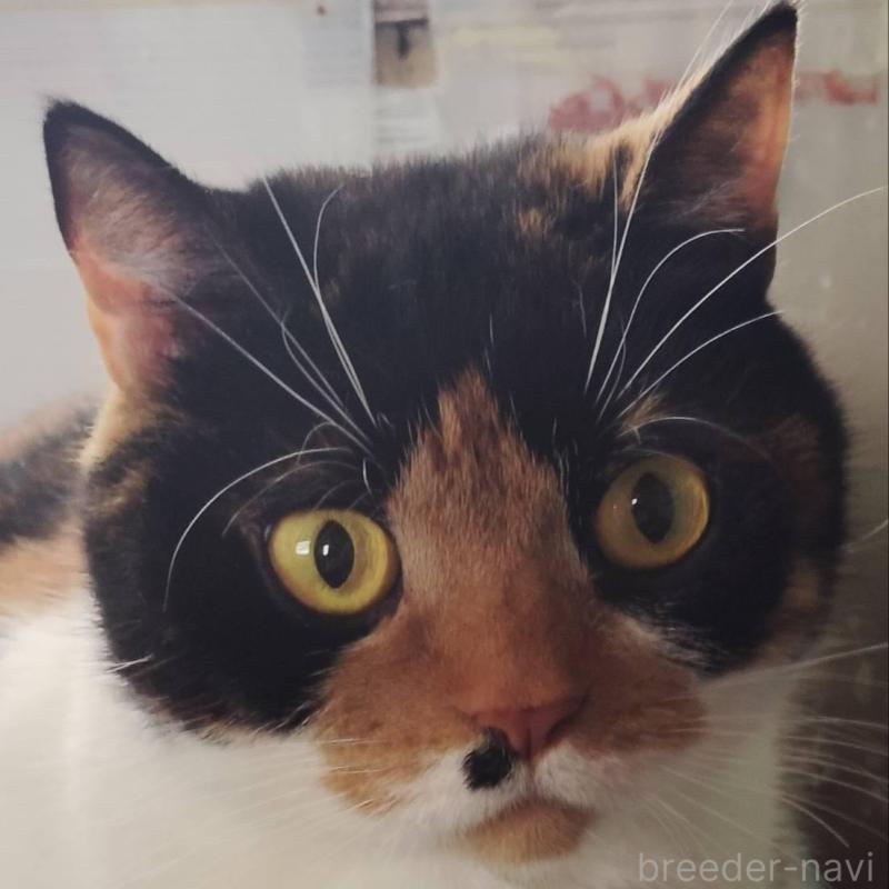 販売中の山形県のブリティッシュショートヘア-140327の2枚目