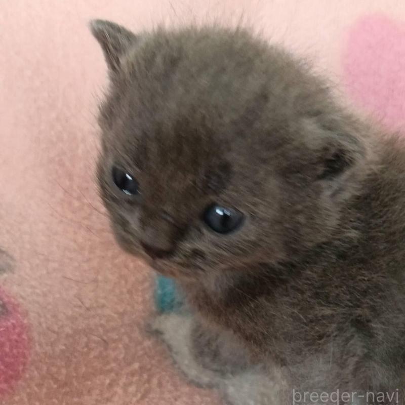 販売中の山形県のブリティッシュショートヘア-140327の1枚目