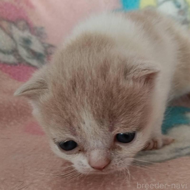 販売中の山形県のブリティッシュショートヘア-140328の4枚目