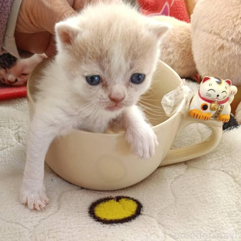 販売中の山形県のブリティッシュショートヘア-140328の1枚目