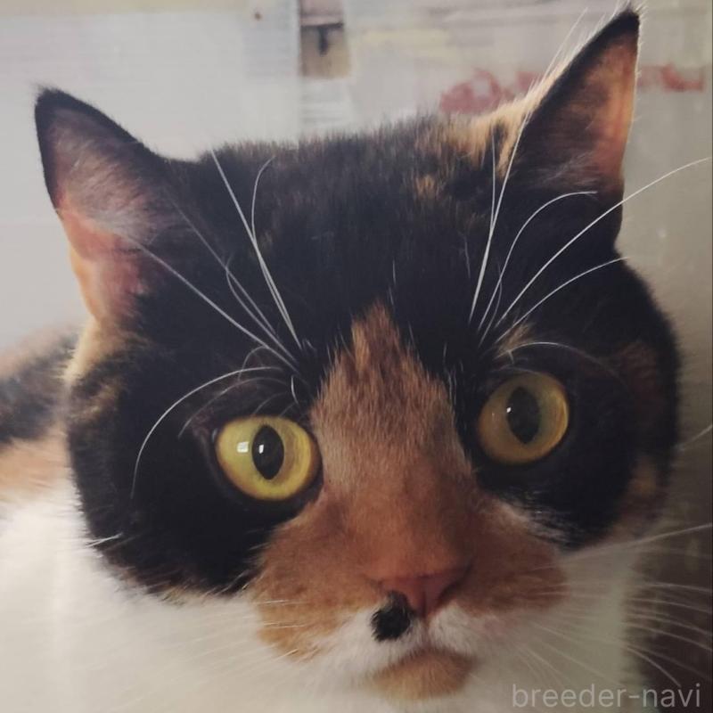 販売中の山形県のブリティッシュショートヘア-140328の3枚目