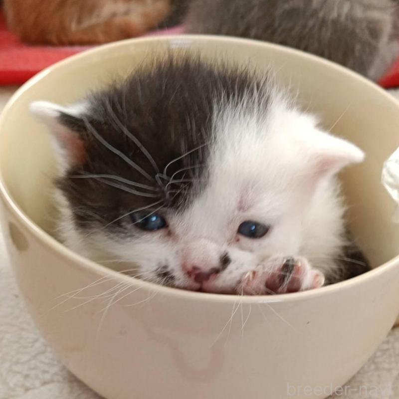 販売中の山形県のブリティッシュショートヘア-140329