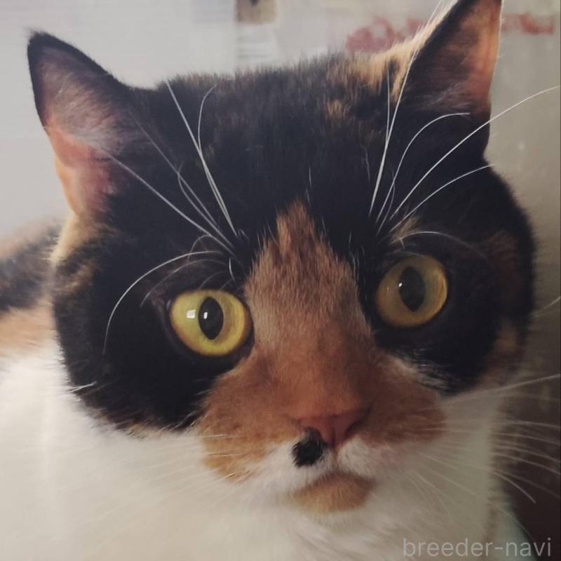 販売中の山形県のブリティッシュショートヘア-140329の4枚目