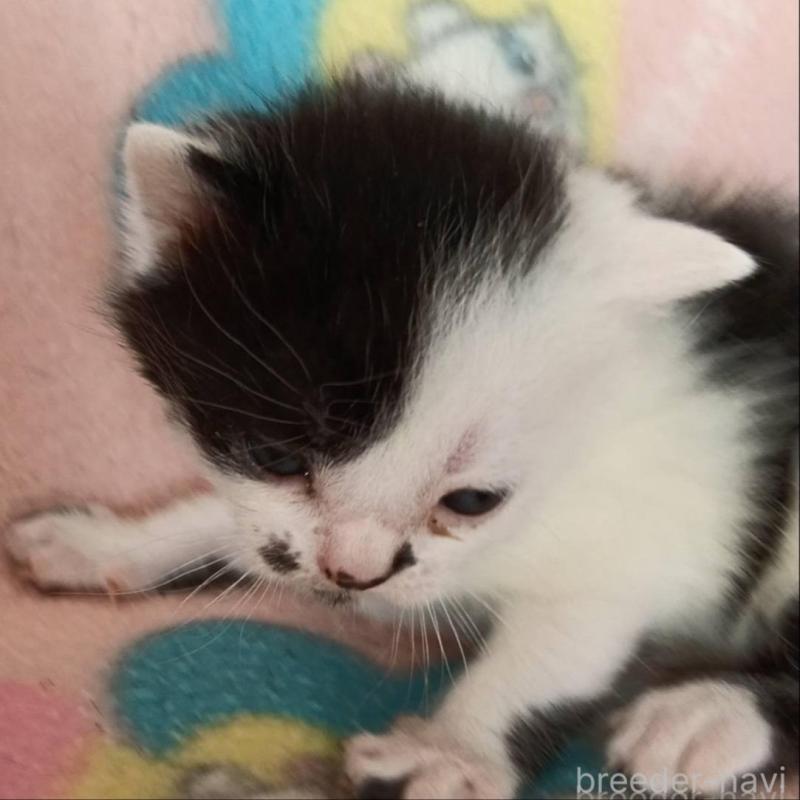 販売中の山形県のブリティッシュショートヘア-140329の2枚目