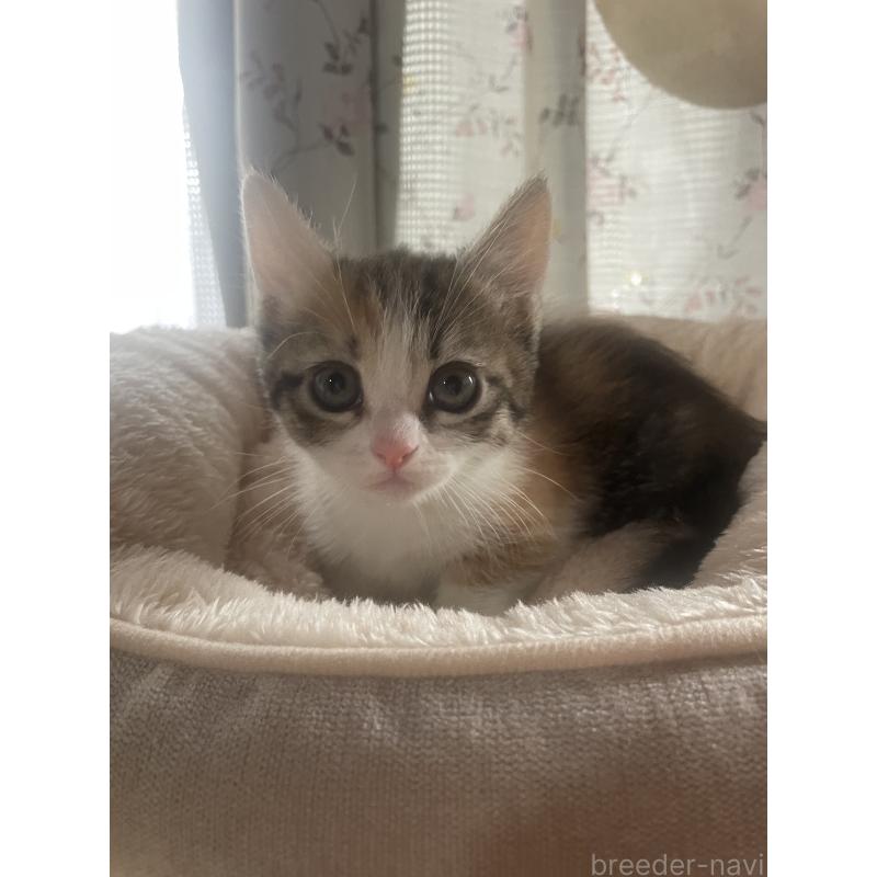 販売中の群馬県のマンチカン(短足)-140337の9枚目