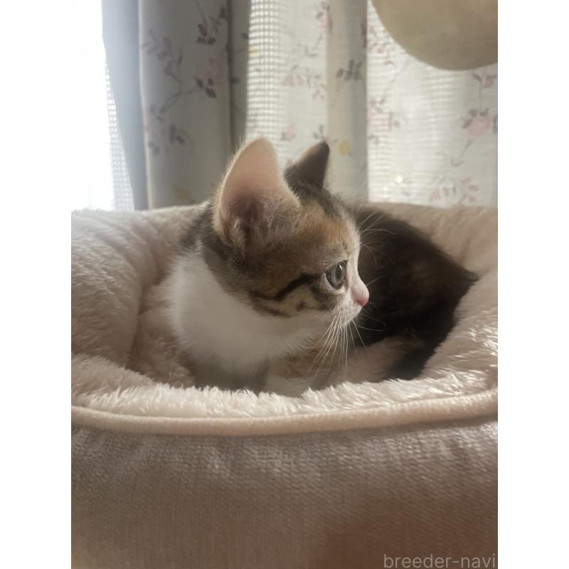 販売中の群馬県のマンチカン(短足)-140337の8枚目