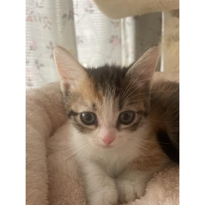 販売中の群馬県のマンチカン(短足)-140337の7枚目