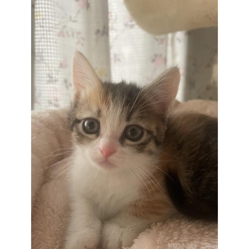 販売中の群馬県のマンチカン(短足)-140337の5枚目