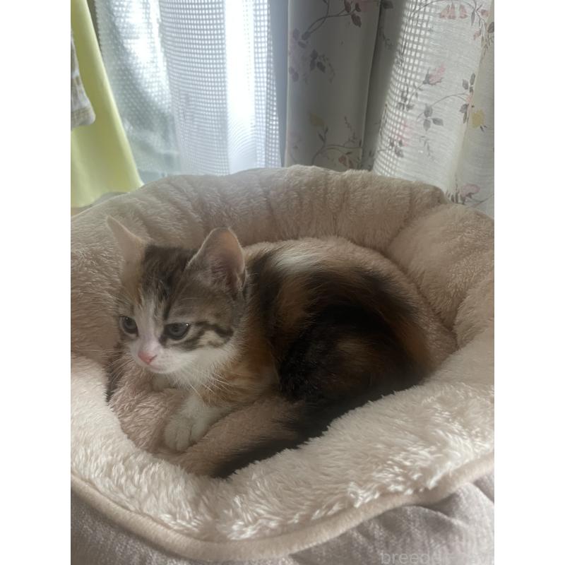 販売中の群馬県のマンチカン(短足)-140337の4枚目