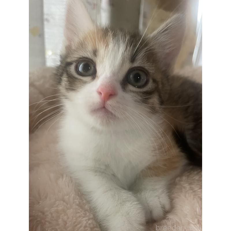 販売中の群馬県のマンチカン(短足)-140337の3枚目