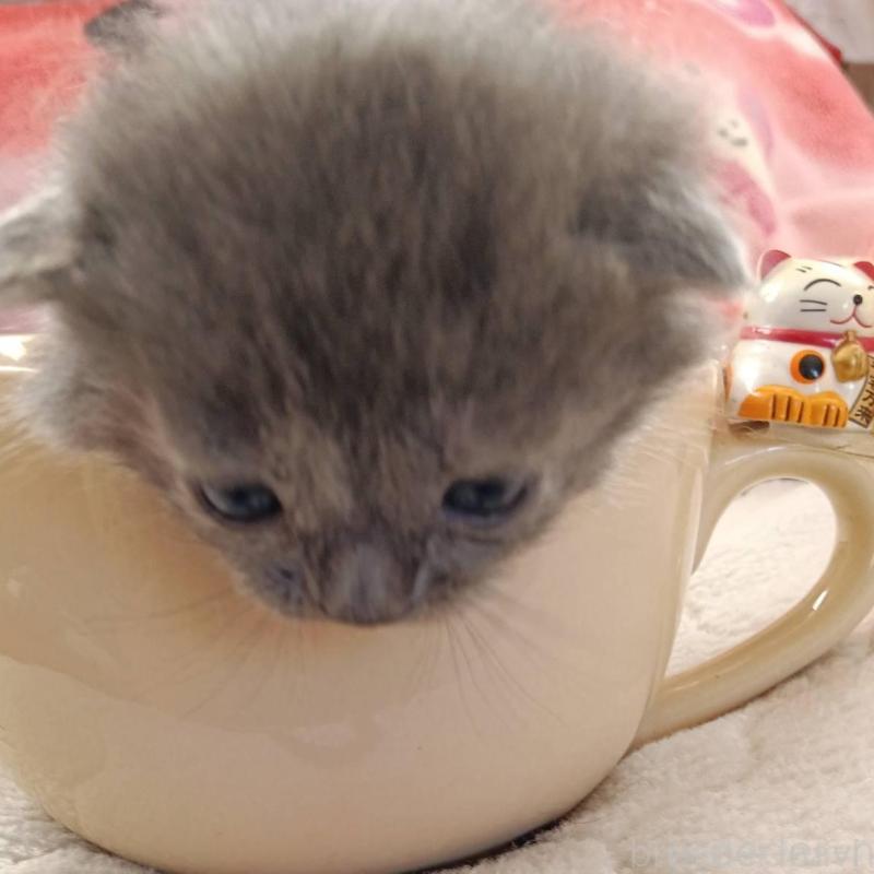 販売中の山形県のブリティッシュショートヘア-140330