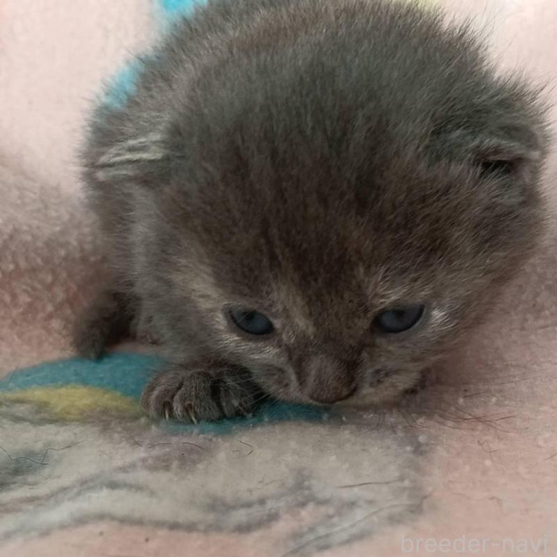 販売中の山形県のブリティッシュショートヘア-140330の4枚目