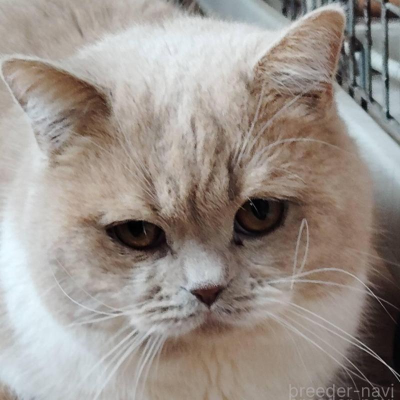 販売中の山形県のブリティッシュショートヘア-140330の2枚目