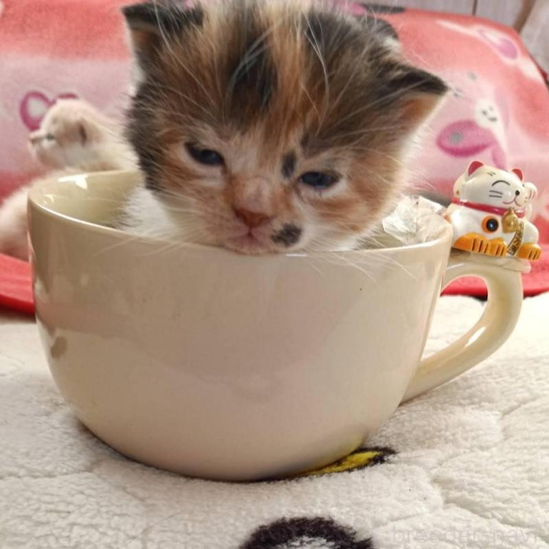 販売中の山形県のブリティッシュショートヘア-140331