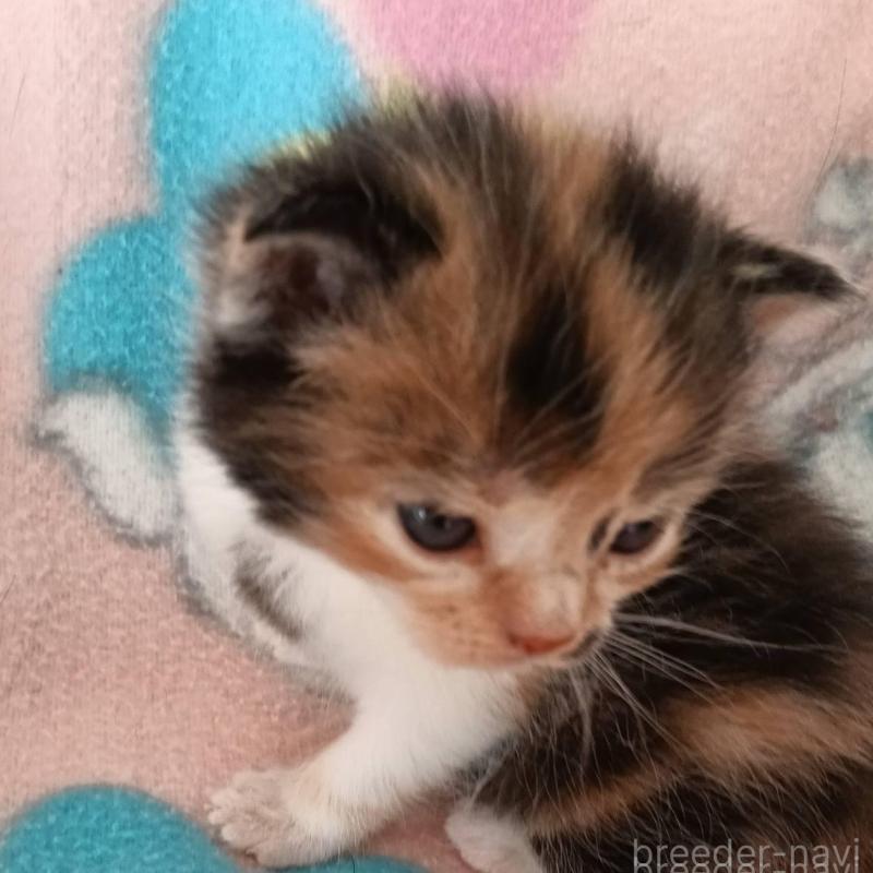 販売中の山形県のブリティッシュショートヘア-140331の2枚目