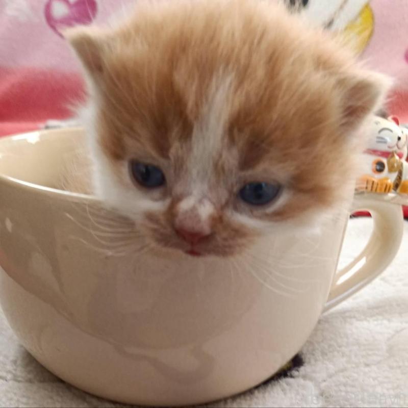 販売中の山形県のブリティッシュショートヘア-140332