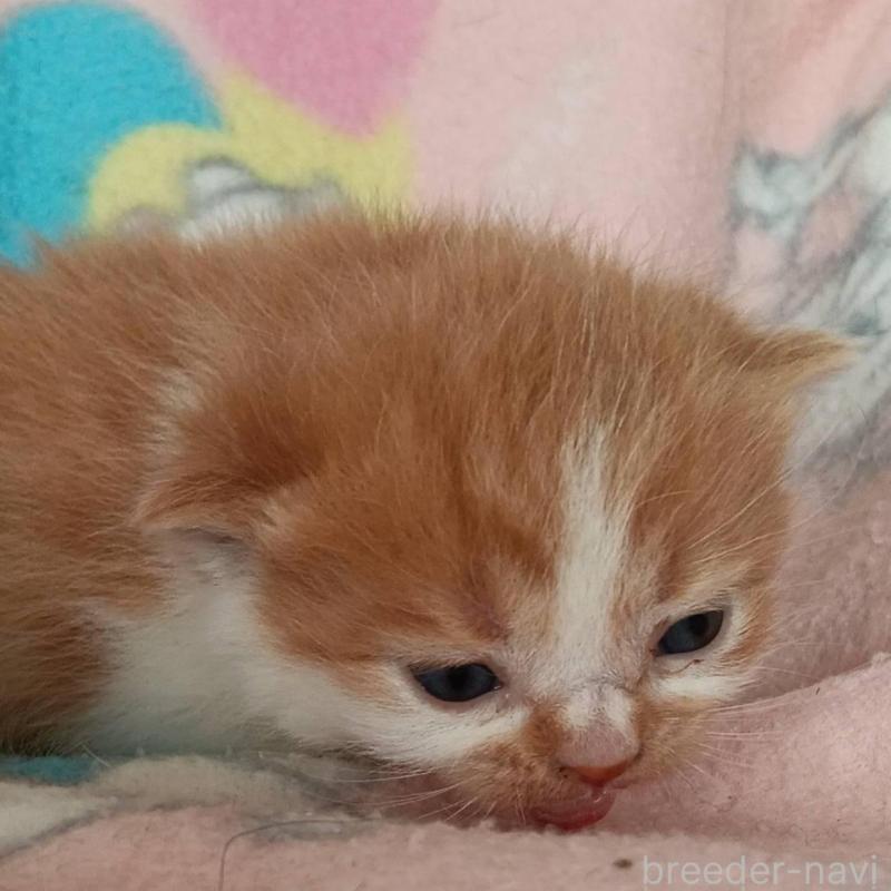 販売中の山形県のブリティッシュショートヘア-140332の2枚目