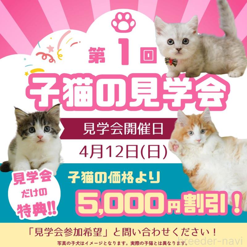 販売中の東京都のマンチカン-140297の2枚目