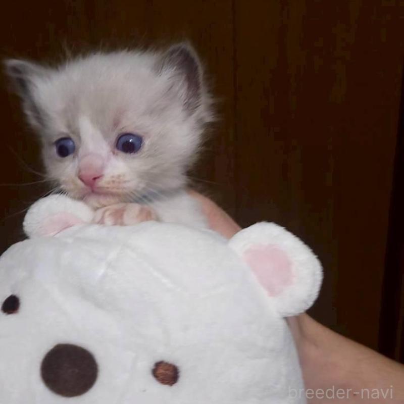 販売中の栃木県のラグドール-140333の5枚目