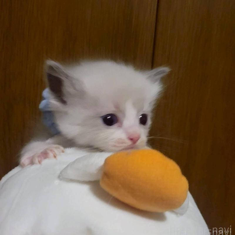 販売中の栃木県のラグドール-140333の4枚目