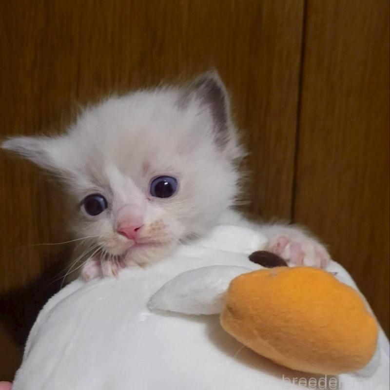 販売中の栃木県のラグドール-140333の1枚目