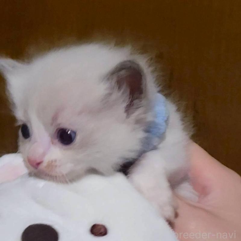 販売中の栃木県のラグドール-140333の3枚目