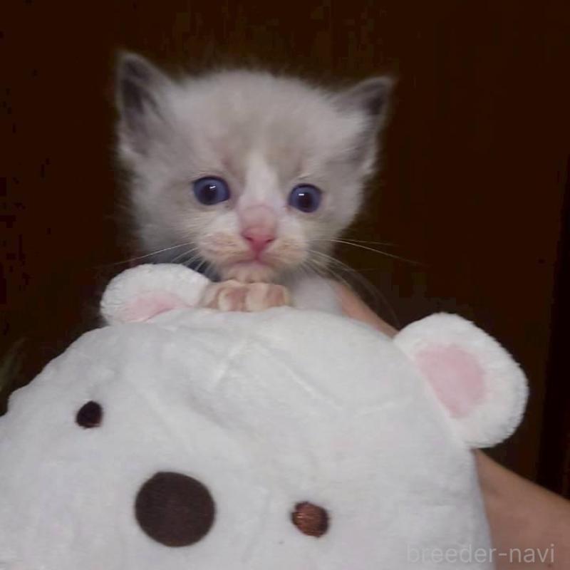 販売中の栃木県のラグドール-140333の2枚目