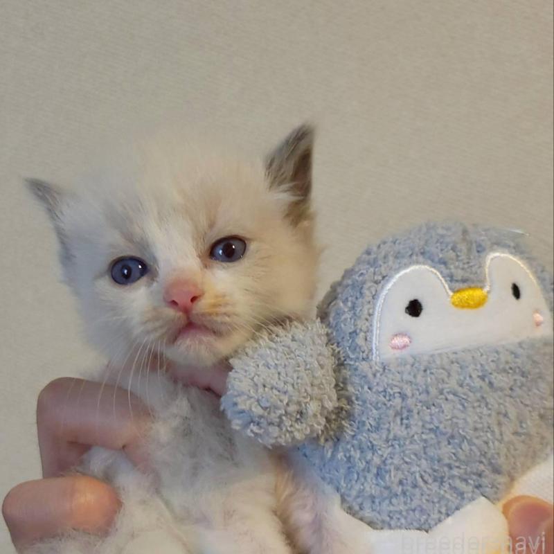 販売中の栃木県のラグドール-140334