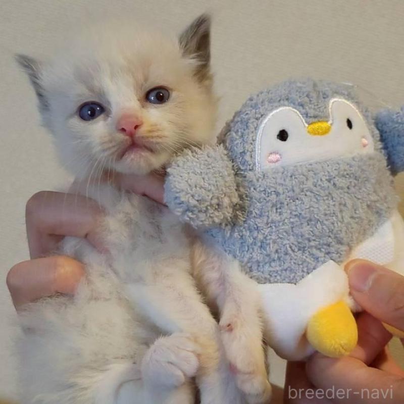 販売中の栃木県のラグドール-140334の4枚目