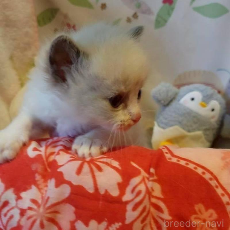 販売中の栃木県のラグドール-140334の3枚目