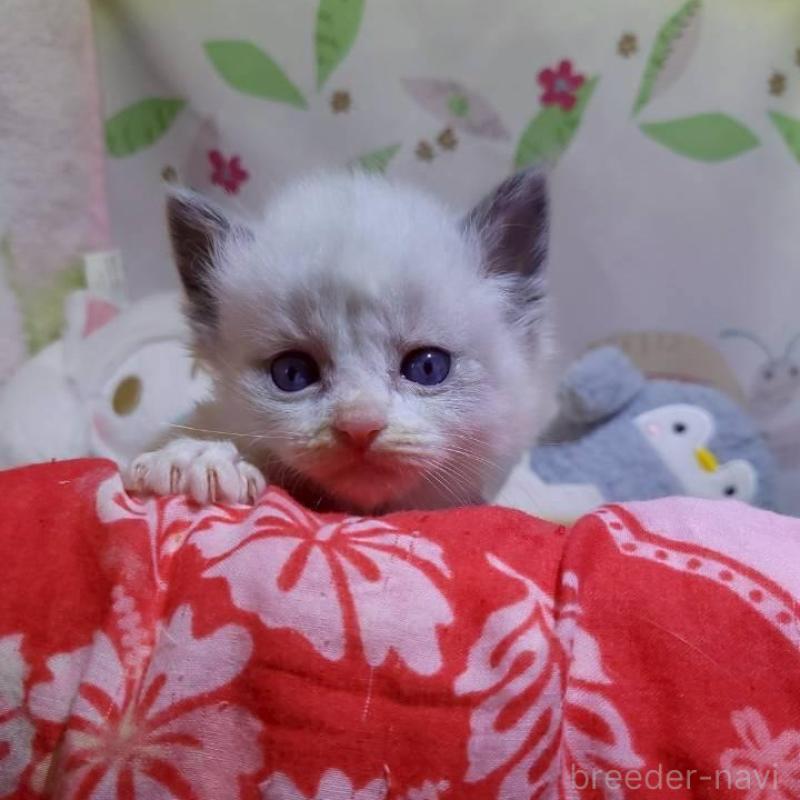 販売中の栃木県のラグドール-140334の2枚目