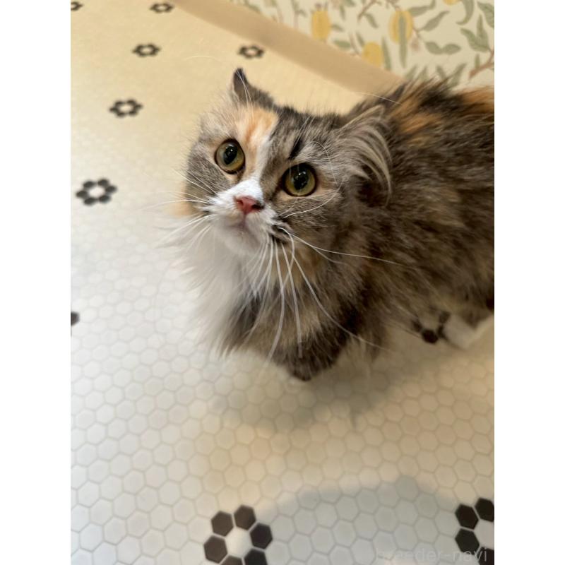 販売中の兵庫県のマンチカン(短足)-140335の6枚目