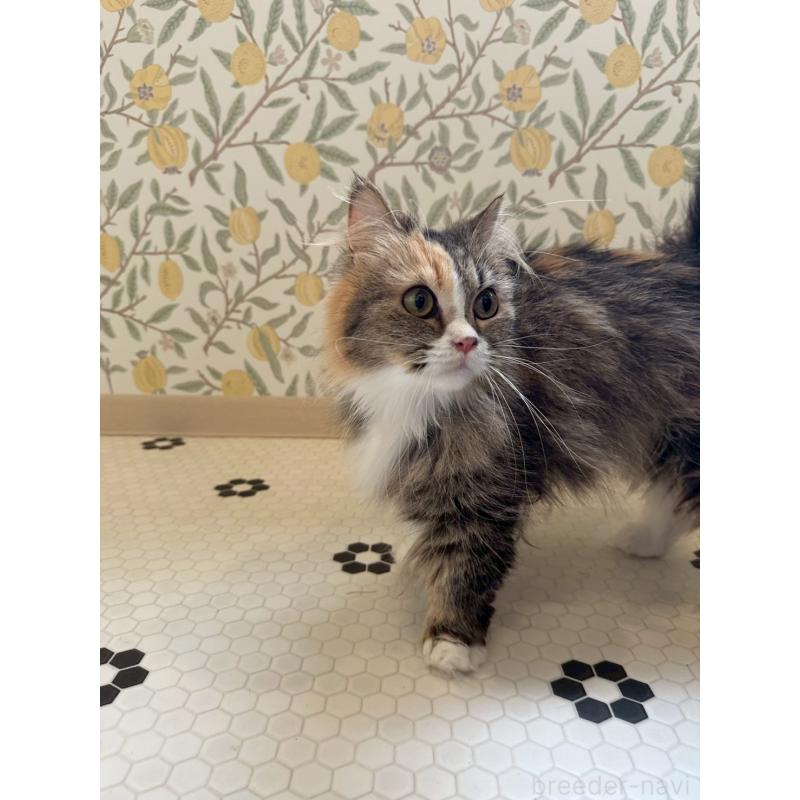 販売中の兵庫県のマンチカン(短足)-140335の5枚目