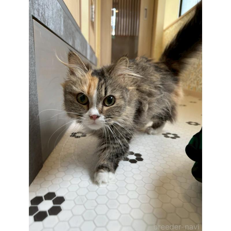 販売中の兵庫県のマンチカン(短足)-140335の4枚目