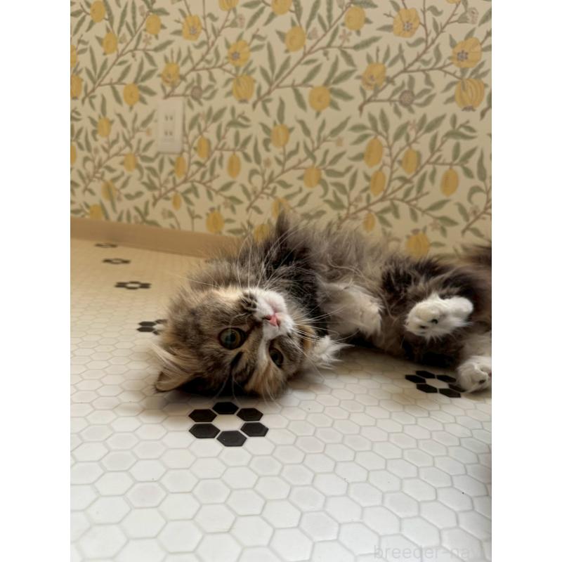 販売中の兵庫県のマンチカン(短足)-140335の3枚目