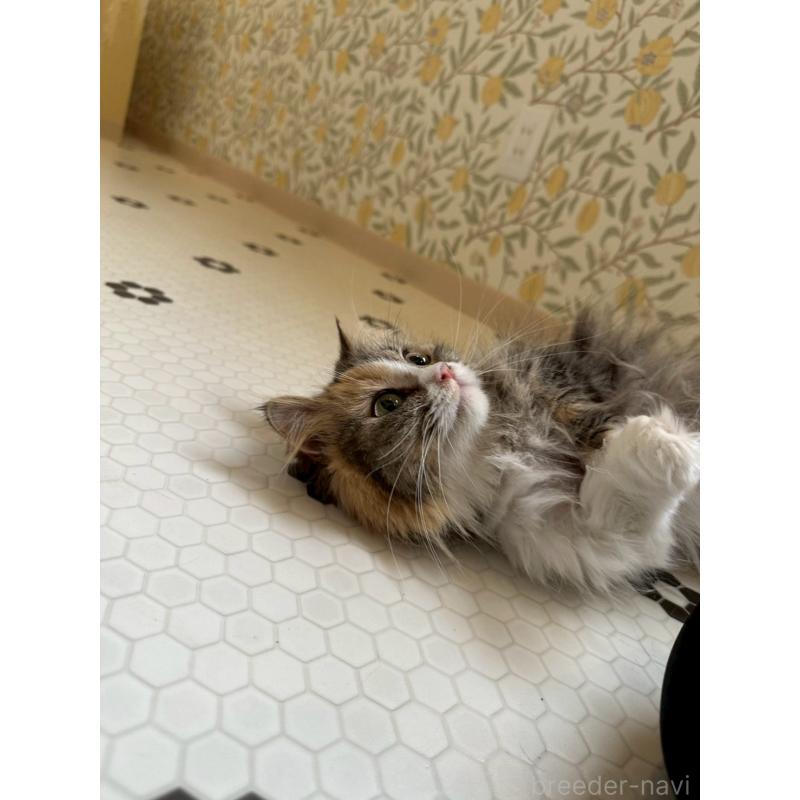 販売中の兵庫県のマンチカン(短足)-140335の2枚目