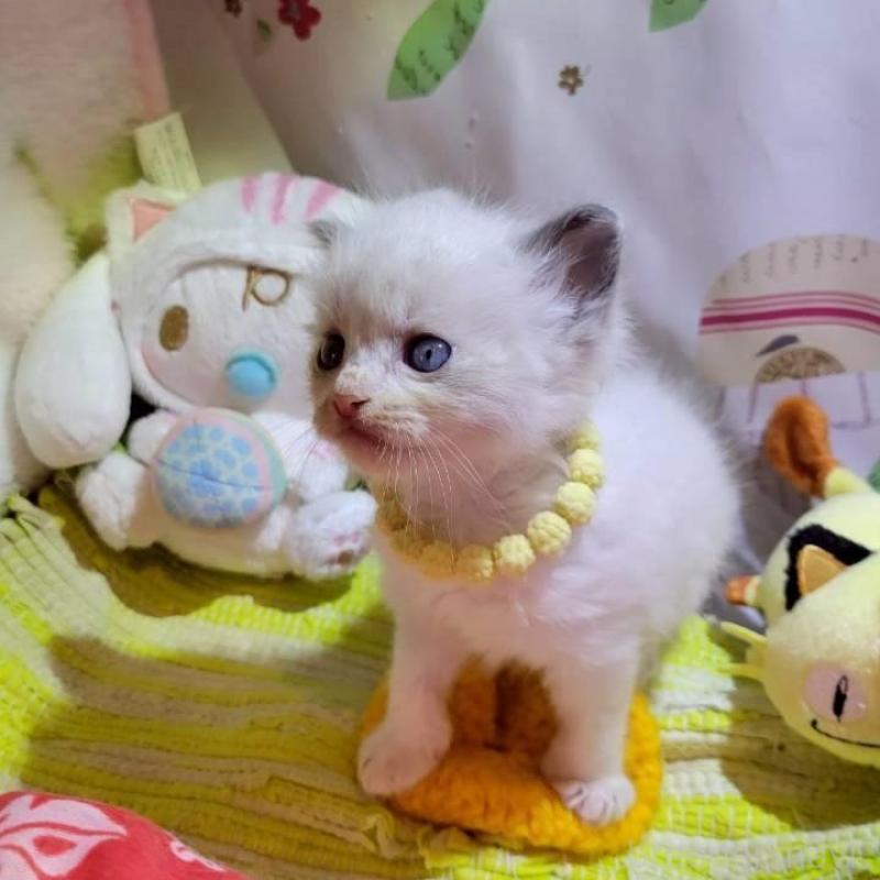 販売中の栃木県のラグドール-140336の6枚目