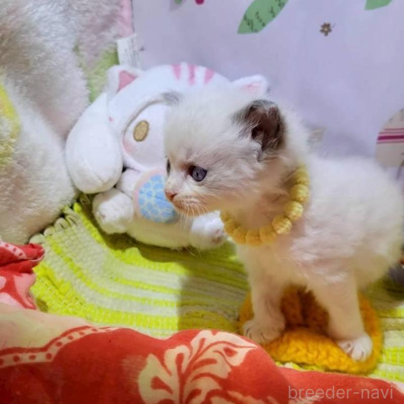 販売中の栃木県のラグドール-140336の5枚目