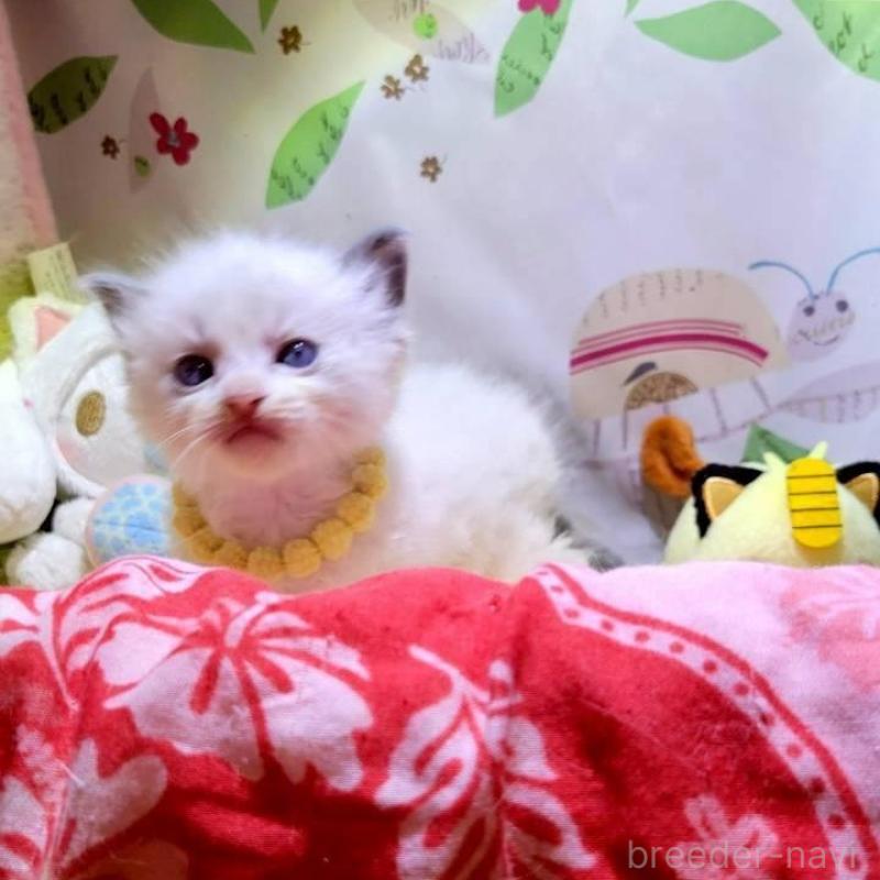 販売中の栃木県のラグドール-140336の4枚目