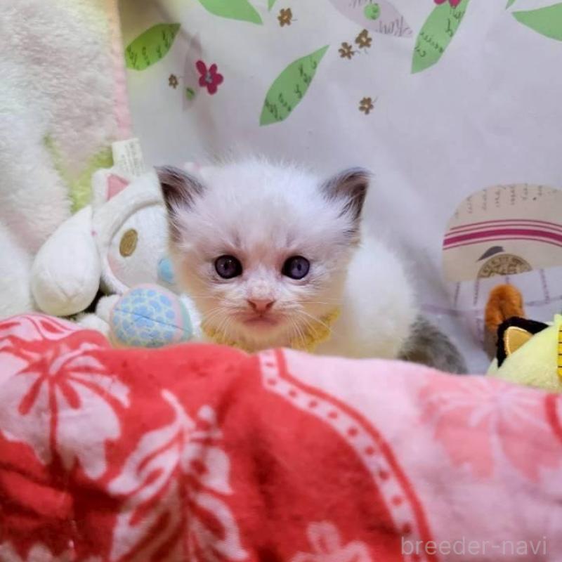 販売中の栃木県のラグドール-140336