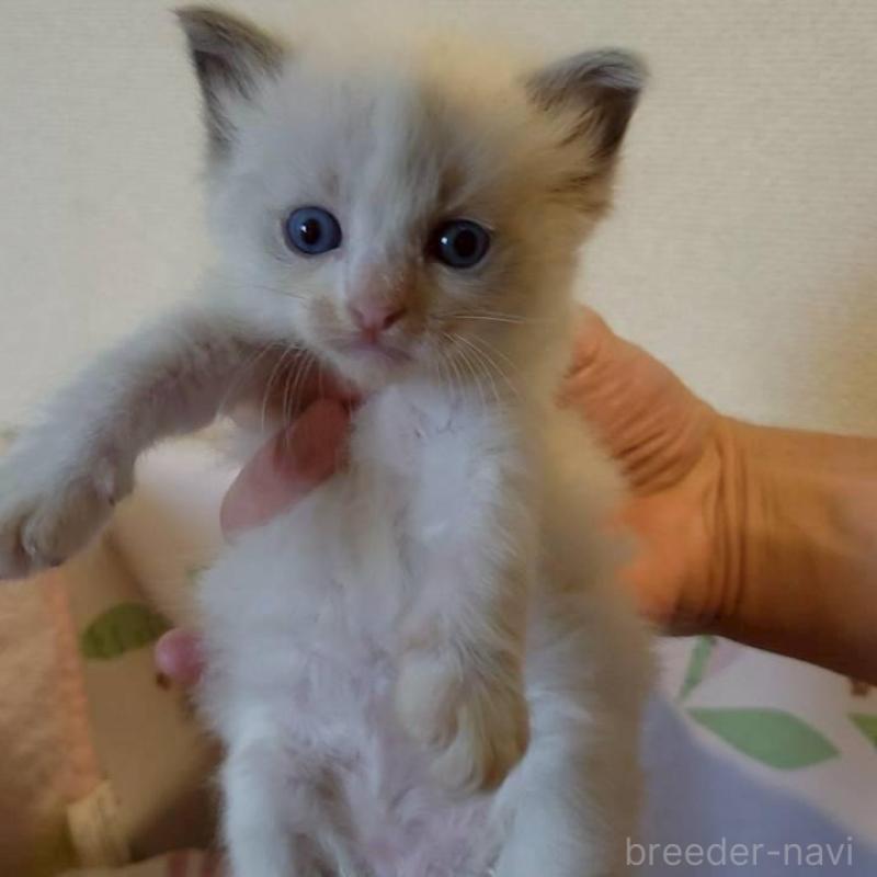 販売中の栃木県のラグドール-140336の3枚目