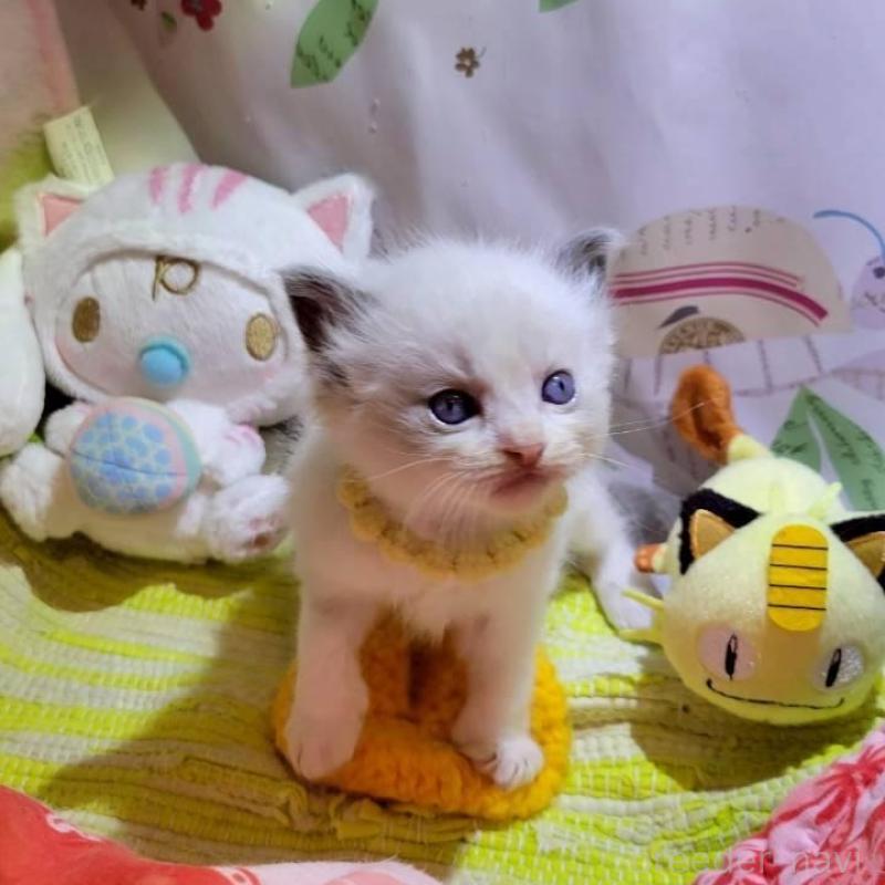 販売中の栃木県のラグドール-140336の2枚目