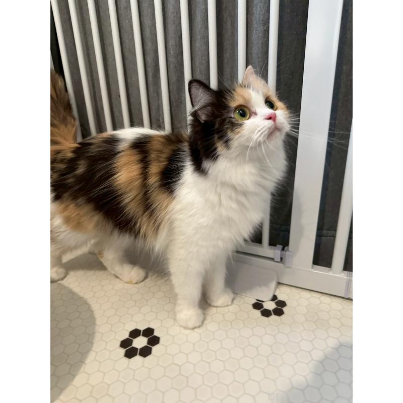 販売中の兵庫県のミヌエット-140338の5枚目