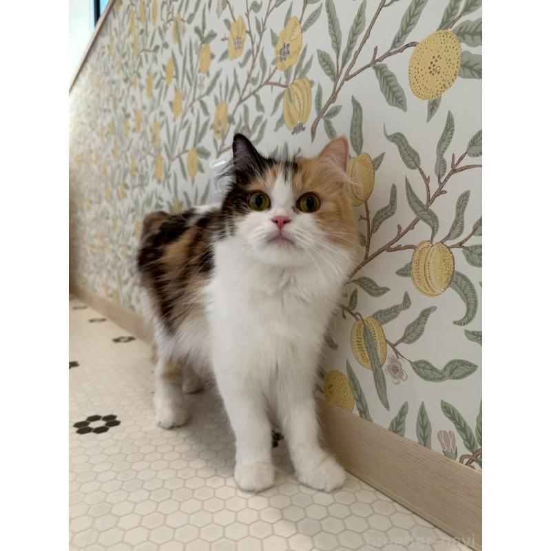 販売中の兵庫県のミヌエット-140338の4枚目