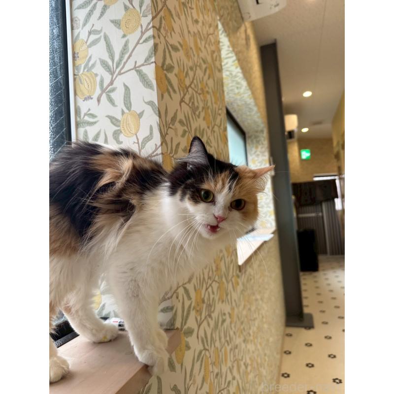 販売中の兵庫県のミヌエット-140338の3枚目