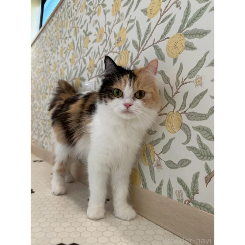 販売中の兵庫県のミヌエット-140338の2枚目