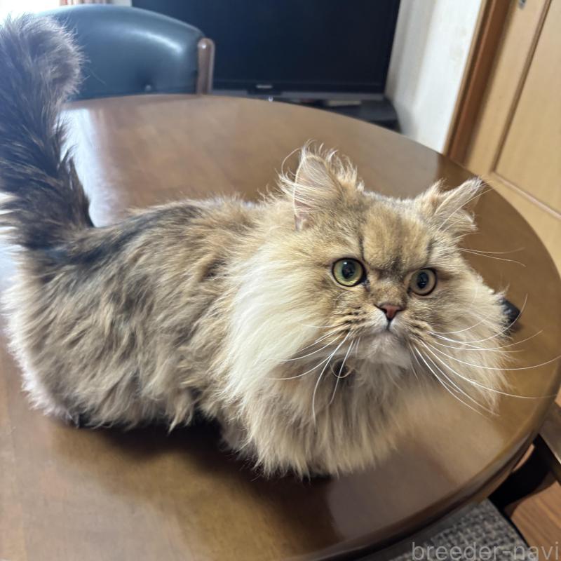 販売中の福岡県のペルシャ(チンチラ)-140339の6枚目