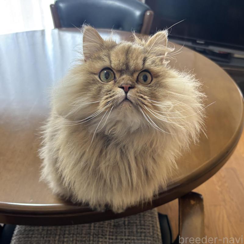 販売中の福岡県のペルシャ(チンチラ)-140339の5枚目