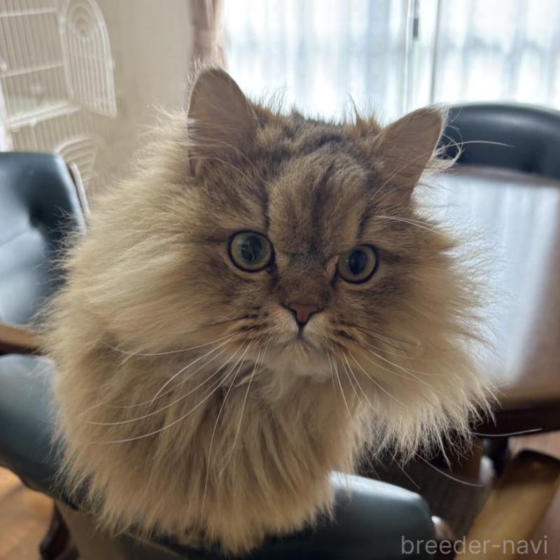 販売中の福岡県のペルシャ(チンチラ)-140339の4枚目