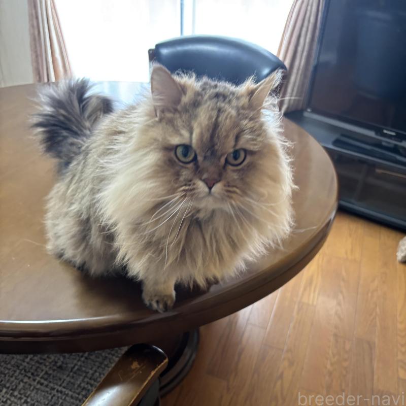 販売中の福岡県のペルシャ(チンチラ)-140339の3枚目